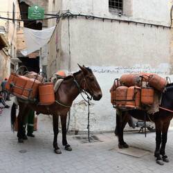 Gastransport einmal anders