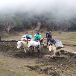 And their brave porters : horses and men