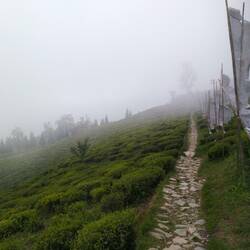 Temi tea plantations, in the mist