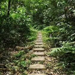 Lautstärke im Dschungel