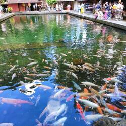 riesige Koi's