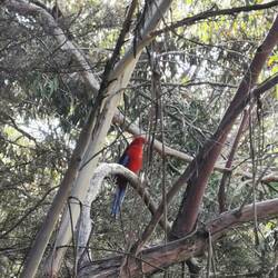 Schöne bunte Vögel