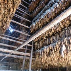 Tabak drogen @ Viñales