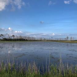 Noch mehr schöne Wasserstellen im Chincoteague National Wildlife Reserve im Süden