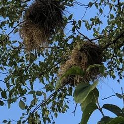 White Brown Sparrow Weaver Nest