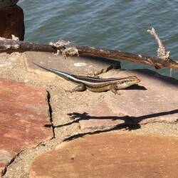 Blue Tailed Skenk