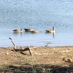 Egyptian Goose