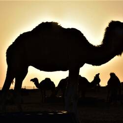 Dromedare nach der Arbeit