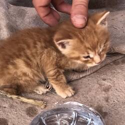 Baby cat
