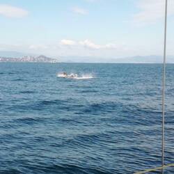 Mittags große Delfine