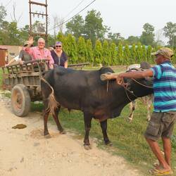 Oxcart ride to local village
