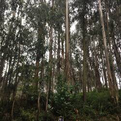 Zahlreiche Eukalypthuswälder hier