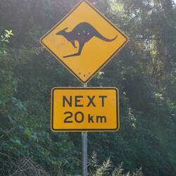 Man sieht hier viele tote Kängurus am Straßenrand