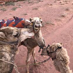 Camel gossip circle