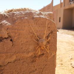 Die nette Spinne(Körper ca 2-2.5 cm)