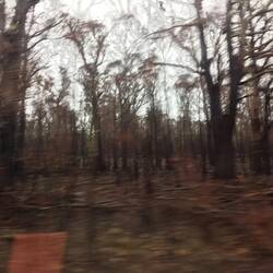 Bushfire damage