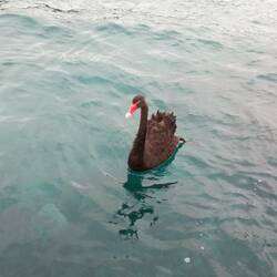 Besuch von einem schwarzen Schwan