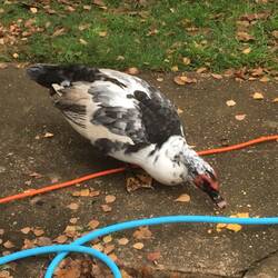 Another goose begging for food