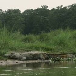 ... ein ausgewachsenes Krokodil unweit unseres Einbaum
