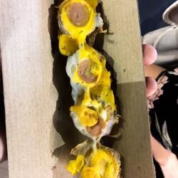 Wachtelei mit Wurst oben drauf