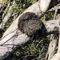 Droptail Ant Nest