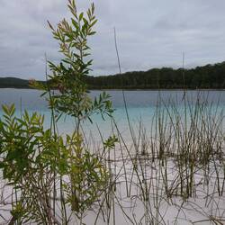 Lake Mckenzie