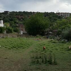 Hühnerleben mit Meerblick
