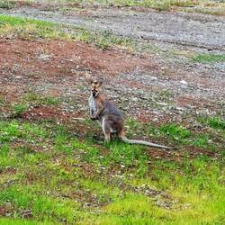 Endlich ein freilebendes Wallaby vor die Linse bekommen