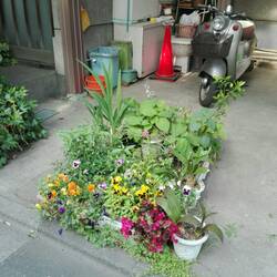 Garden patch