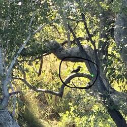 Giant Kingfisher