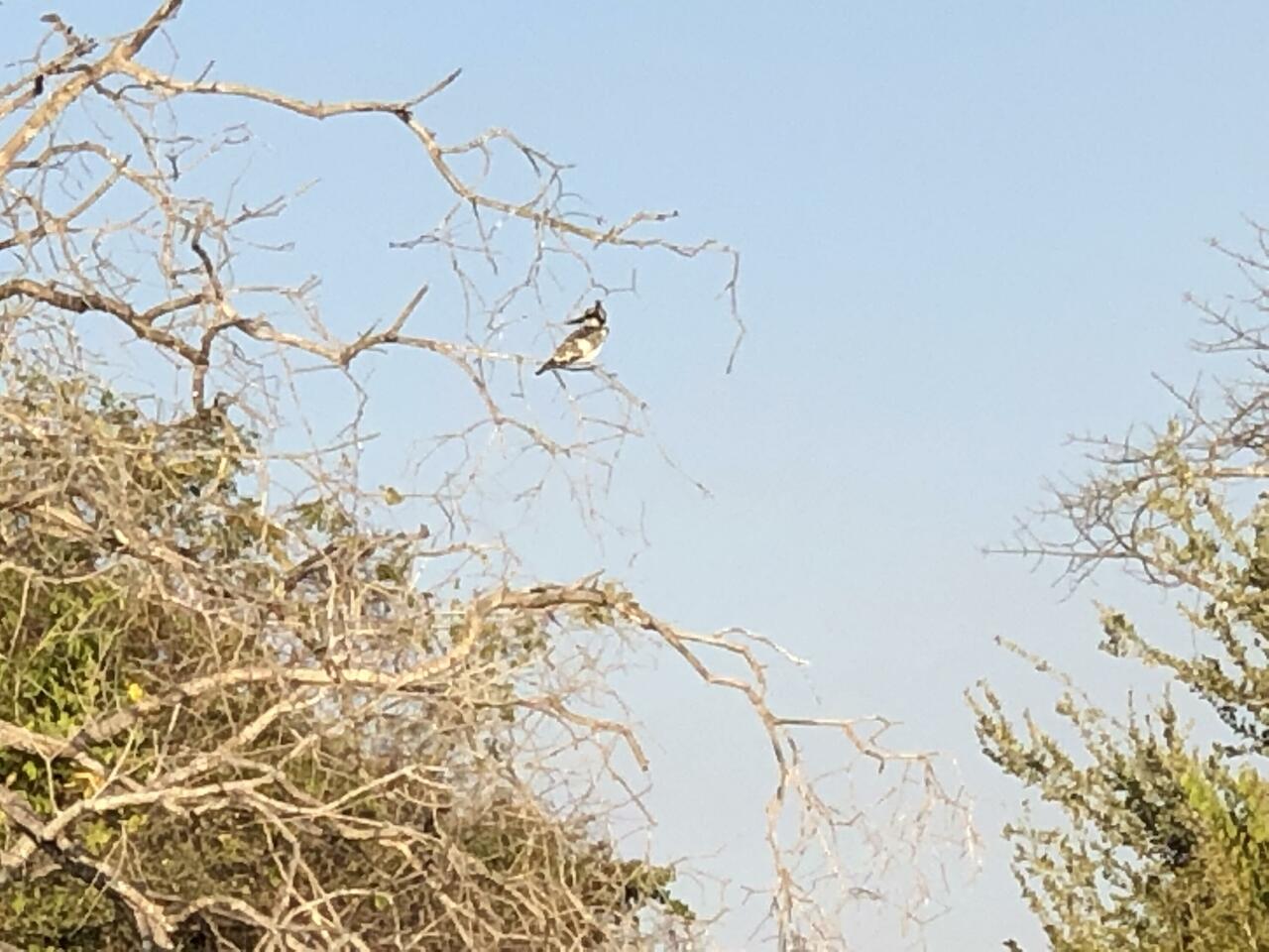 Pied Kingfisher