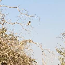 Pied Kingfisher