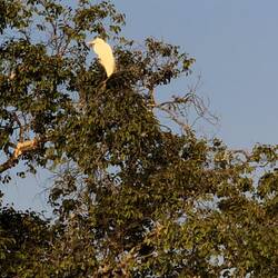 Great White Egret