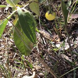 Poison Apple