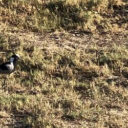 Black Smith Plover
