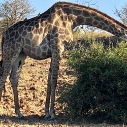 Giraffe