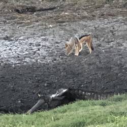 Jackal