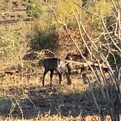 Baby Water Buck