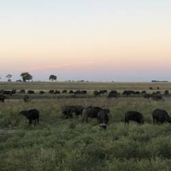 Cape Buffalo