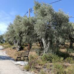 Nisos Palio Trikeri ist voller Olivenbäume