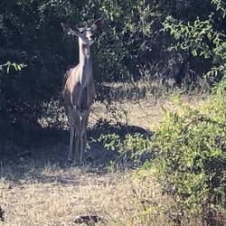 Kudu
