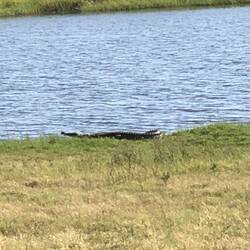 Crocodile