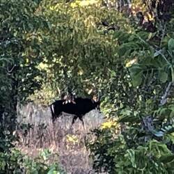 Sable Antelope