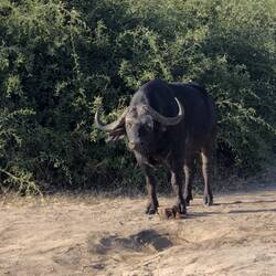 Cape Buffalo
