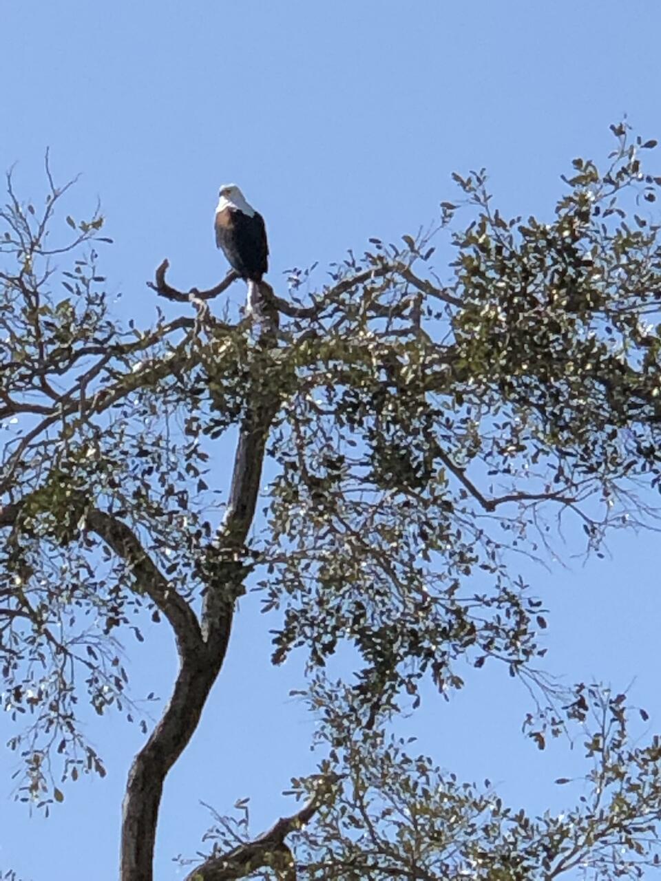 Fish Eagle