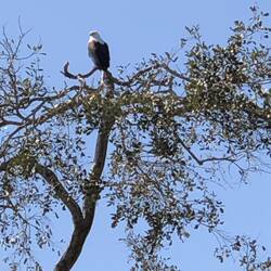 Fish Eagle