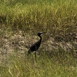 Open Bill Stork