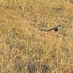 Starling