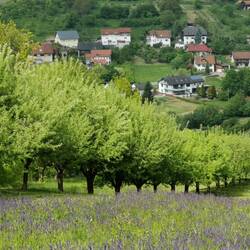 A beautiful view on the little wine village Beckstein!
