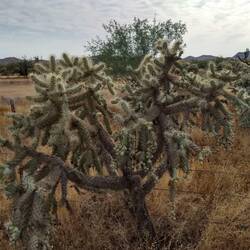 Teddy Bear Cholla - The "Unhuggable" Teddy